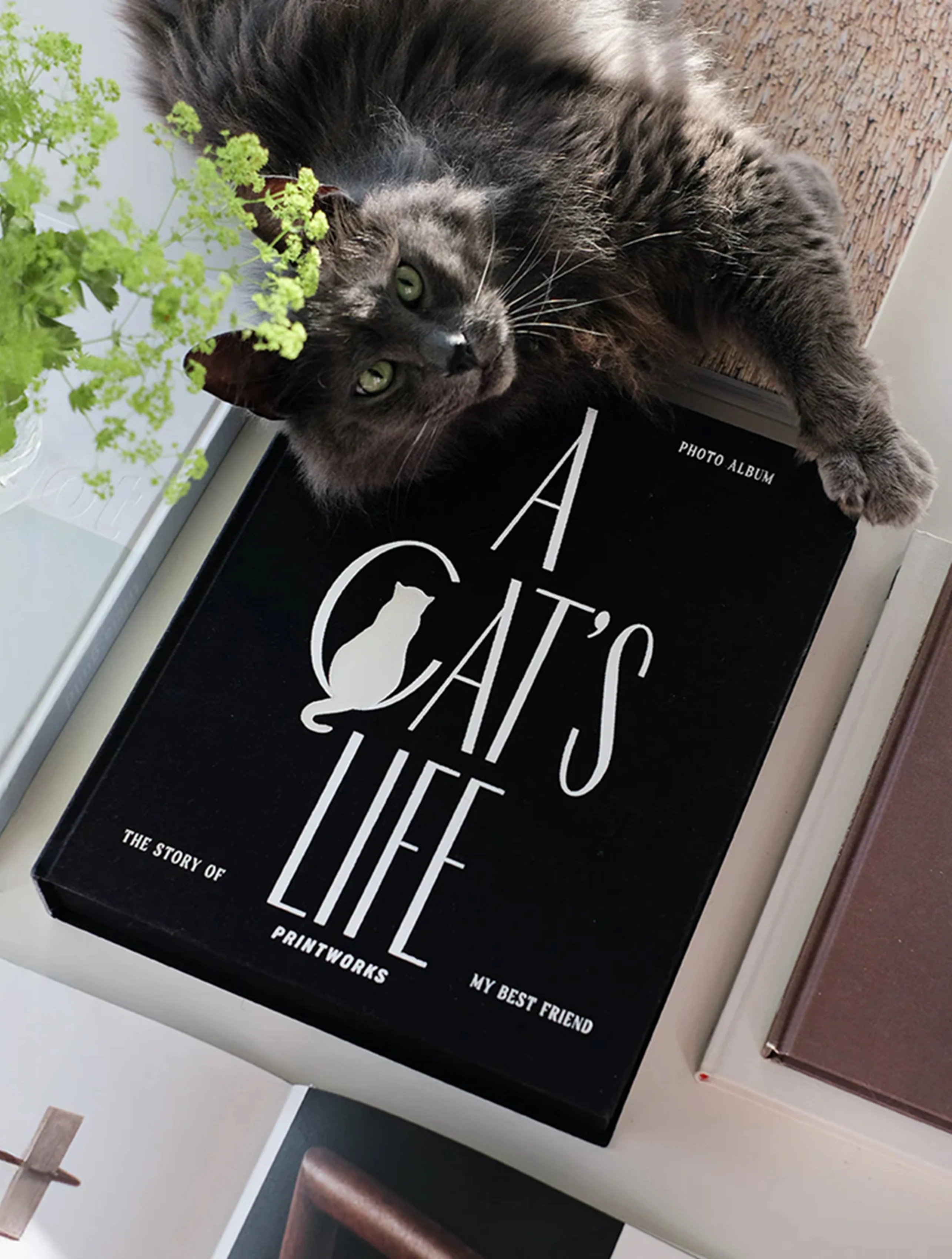 Album na zdjęcia A CAT'S LIFE czarny - Image 2
