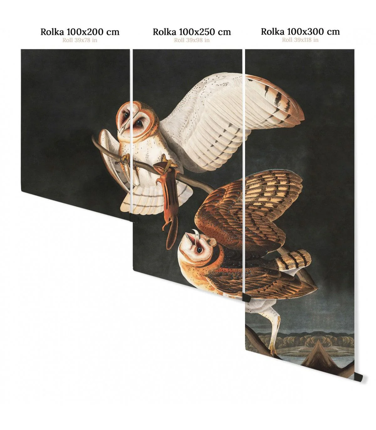 Tapeta OWLS - Image 4